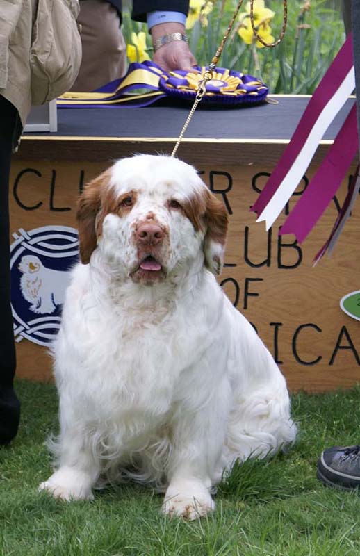 BOS_Shoguns_Funky_Diva_h