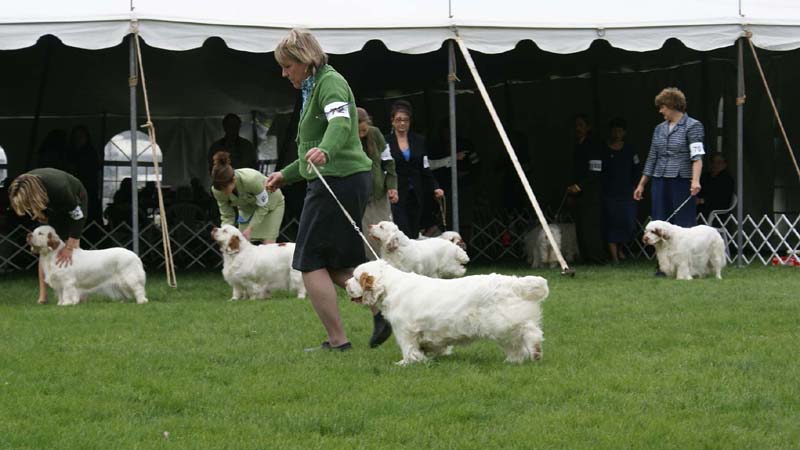 Companionways_American_Idol_b