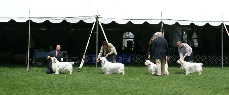 Critter_All_Heaven_Will_Allow_2nd_Ira_b