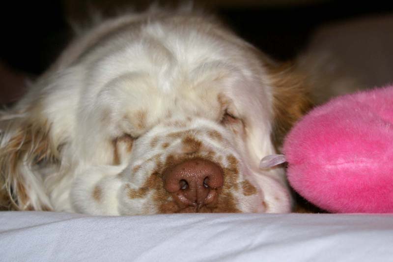 Shoguns_Angelina_Ballerina_our_room_mate