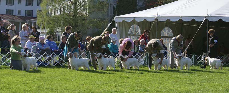 Shoguns_Banana_Oil_4