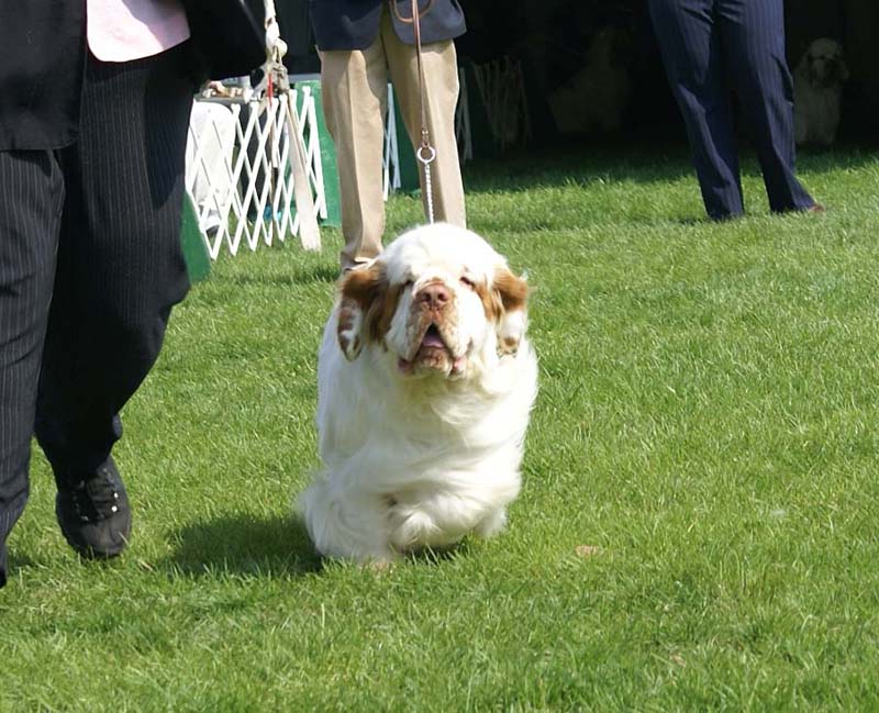 Shoguns_Corolla_Gold_10