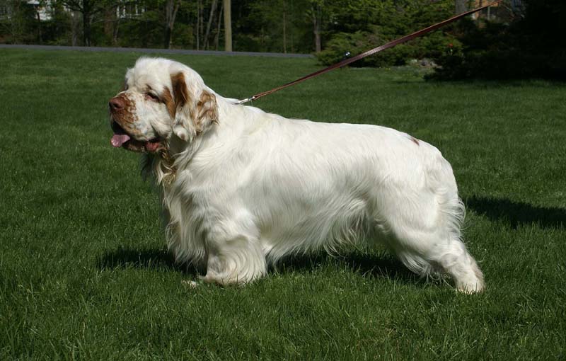 Shoguns_Corolla_Gold_2