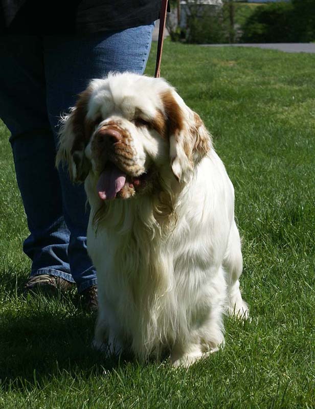 Shoguns_Corolla_Gold_3