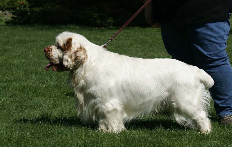 Shoguns_Corolla_Gold_5