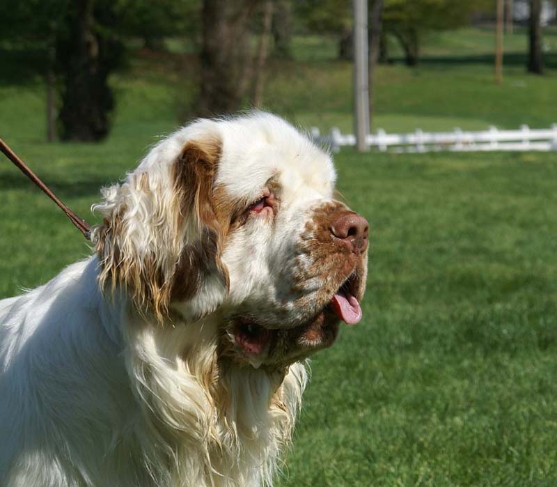 Shoguns_Corolla_Gold_6