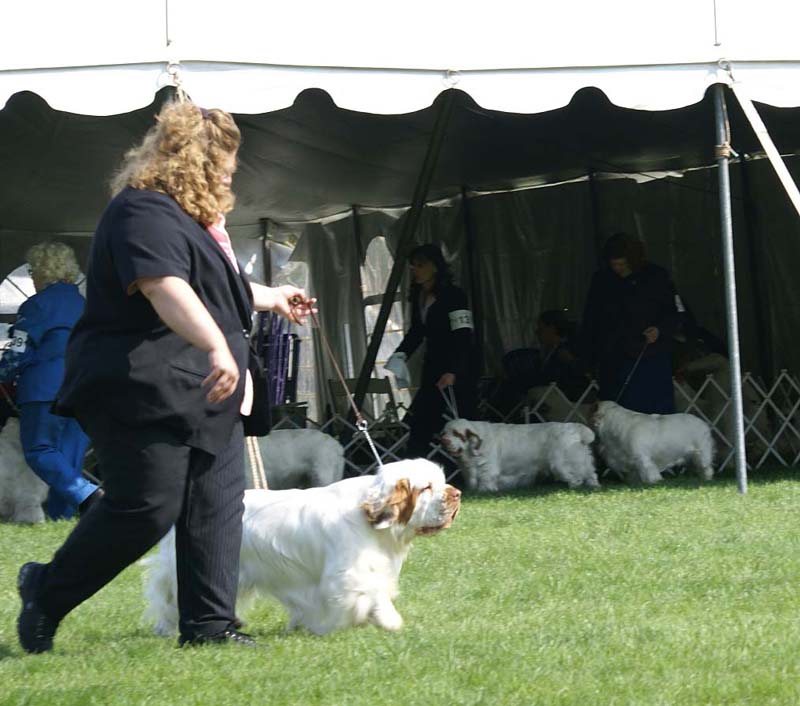 Shoguns_Corolla_Gold_8