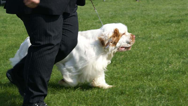 Shoguns_Corolla_Gold_9