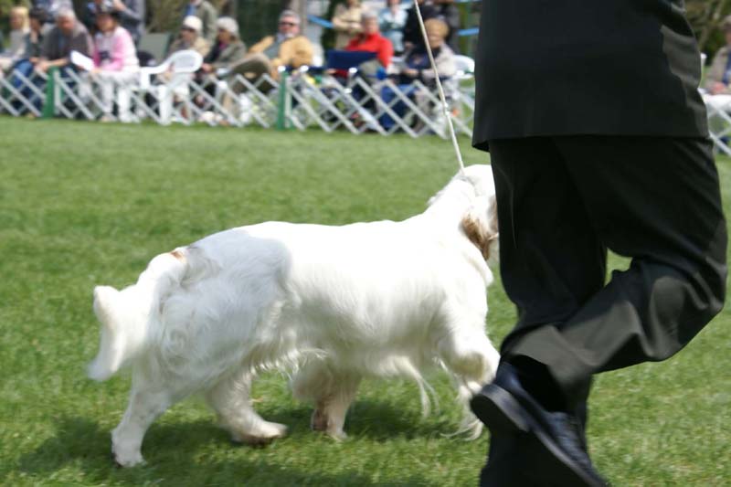 SpiceTwice_Viking_Dotta_b