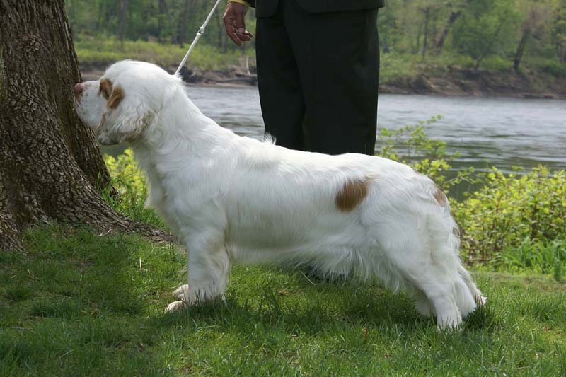 SpiceTwice_Viking_Dotta_f