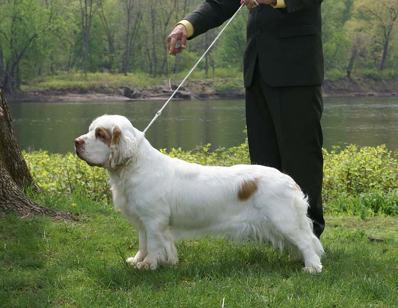 SpiceTwice_Viking_Dotta_i