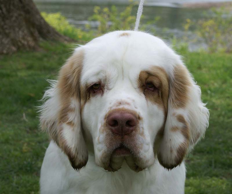 SpiceTwice_Viking_Dotta_m