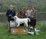 Best6-9months_bitch_puppy_COMPANIONWAY_N_CAMEOS_BUFFALO_GIRL_AT_CRESWCIK