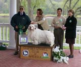 Best_Veteran_Critter_All_Heaven_Will_Allow