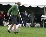 Companionways_American_Idol_d