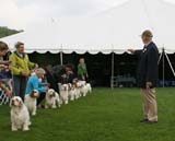 Nationals2008_CH_bitches