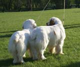 Nexus_Landslide_Nexus_Atonement