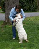 ShoGuns_Winter_Warmer_Ira_c