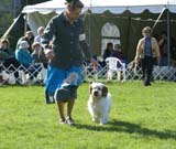 Shoguns_Banana_Oil_2