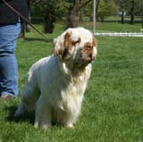 Shoguns_Corolla_Gold_4