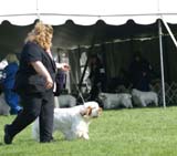 Shoguns_Corolla_Gold_8