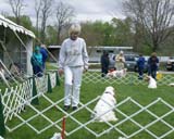 Shoguns_Funky_Diva_Helen_obedience