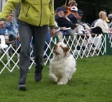 Shoguns_Funky_Diva_b