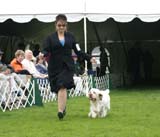 Shoguns_Nevada_Harvest_h