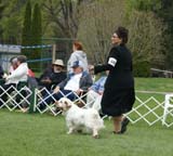 Shoguns_Nevada_Harvest_i