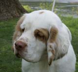 SpiceTwice_Viking_Dotta_l