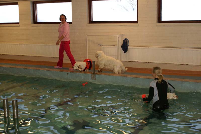 DogSpa_7Feb2010_g_Hilla_Cotton_bumbaa