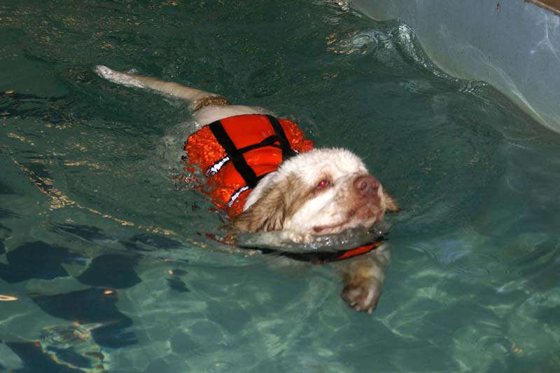 DogSpa_7Feb2010_l_Eddie