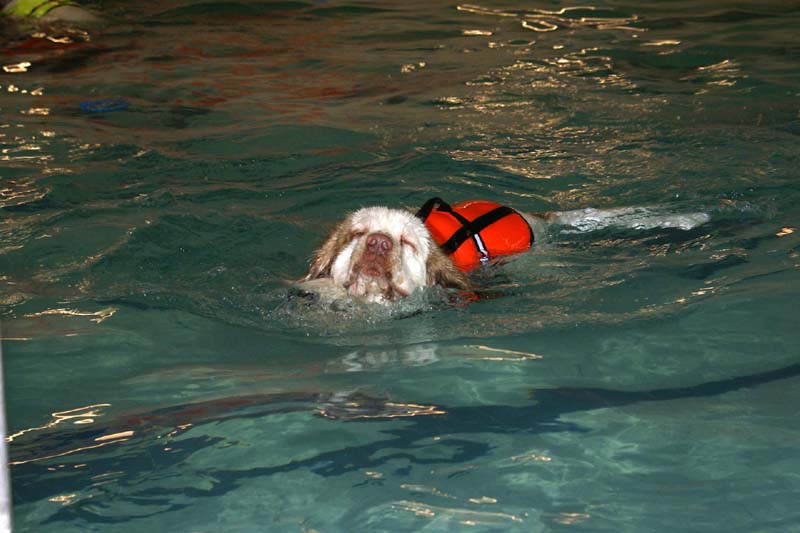 DogSpa_7Feb2010_l_Eddie_f