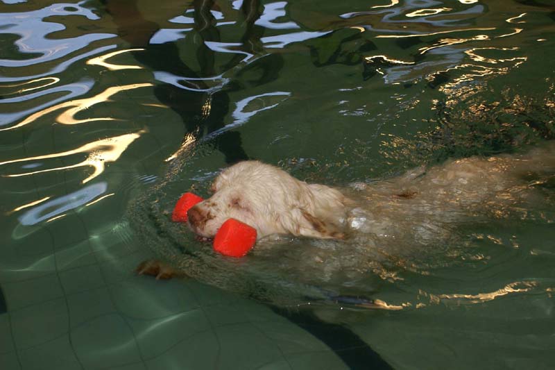 DogSpa_7Feb2010_m_Cotton