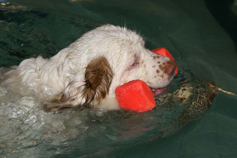 DogSpa_7Feb2010_m_Cotton_b