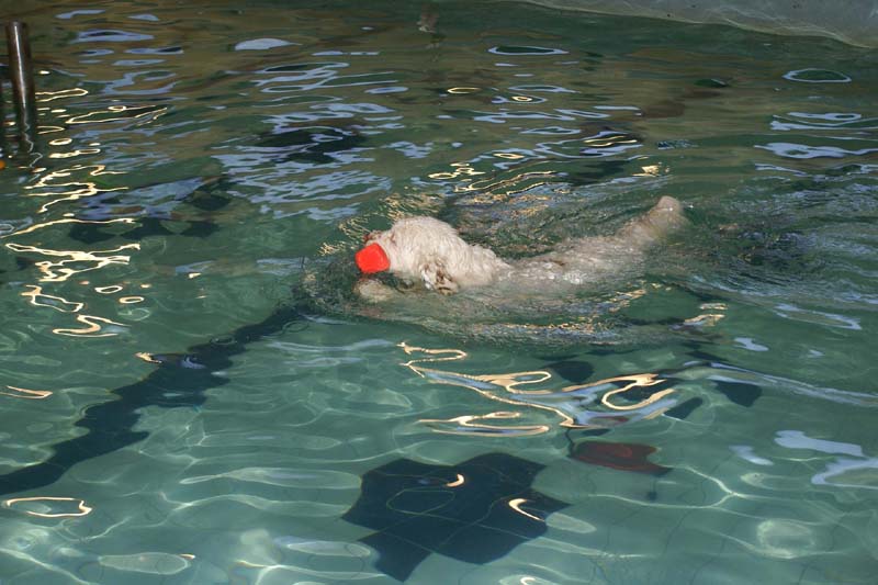 DogSpa_7Feb2010_m_Cotton_d