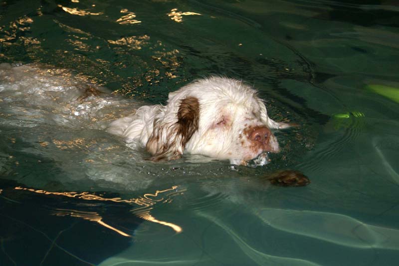 DogSpa_7Feb2010_m_Cotton_e