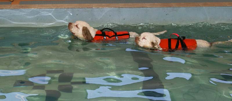 DogSpa_7Feb2010_q_Eddie_Hilla_b