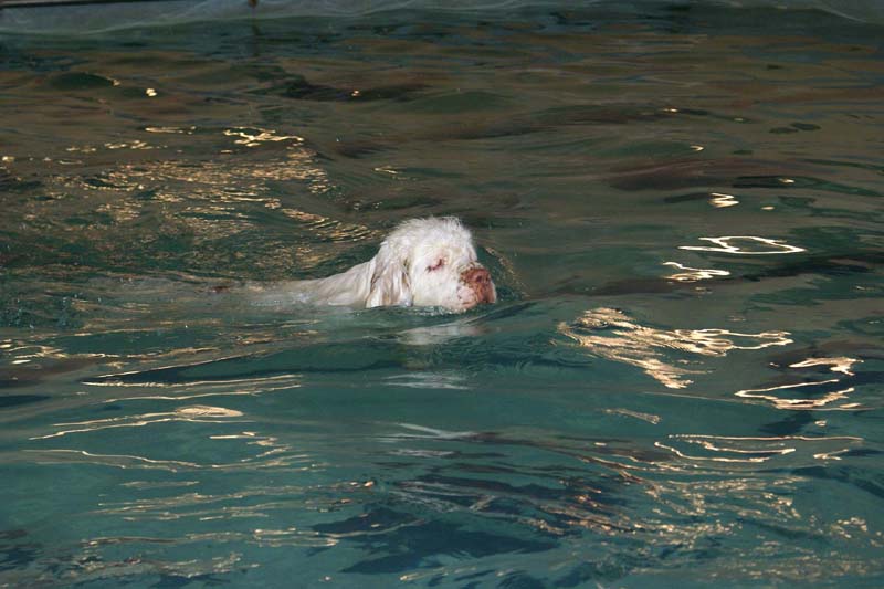 DogSpa_7Feb2010_s_Bumbaa