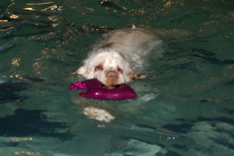 DogSpa_7Feb2010_s_Bumbaa_b