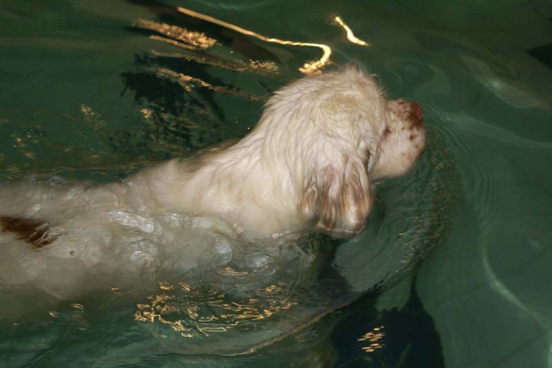 DogSpa_7Feb2010_s_Bumbaa_c