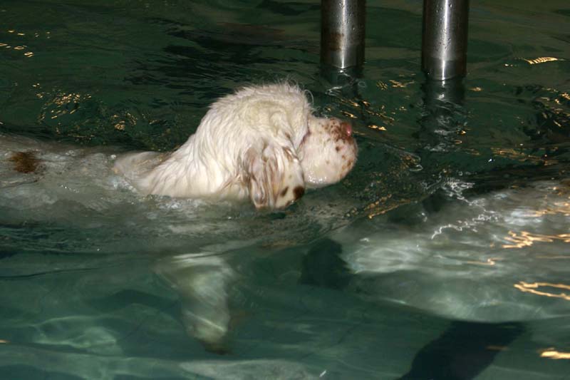 DogSpa_7Feb2010_s_Bumbaa_d