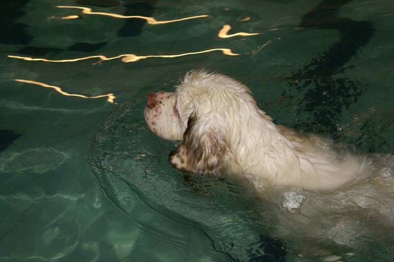 DogSpa_7Feb2010_s_Bumbaa_e