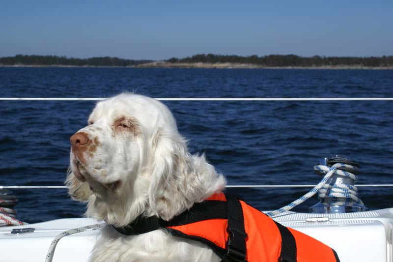 Erica's_first_sailing_yy_Cotton