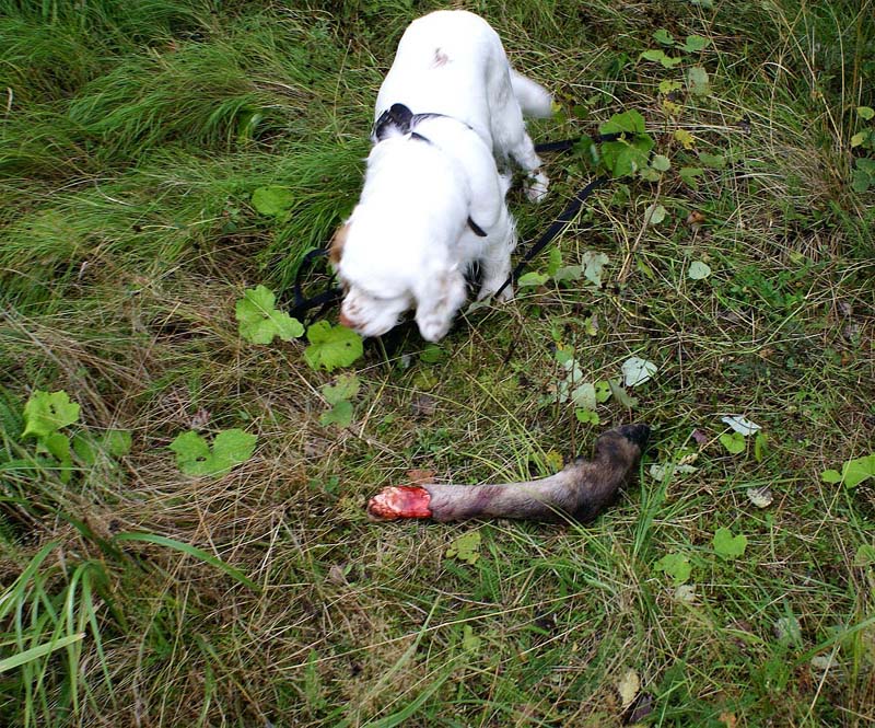 Cotton_TrackingTrial_7Sept2008