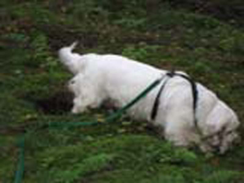 Vito_TrackingTrial_7Sept2008