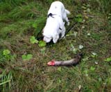 Cotton_TrackingTrial_7Sept2008