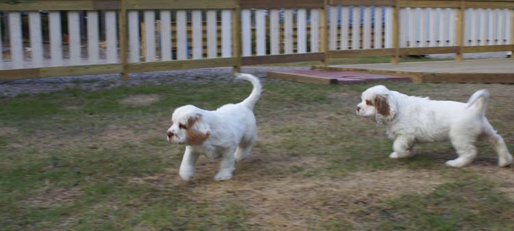 Carla_Reena_8,5weeks_a