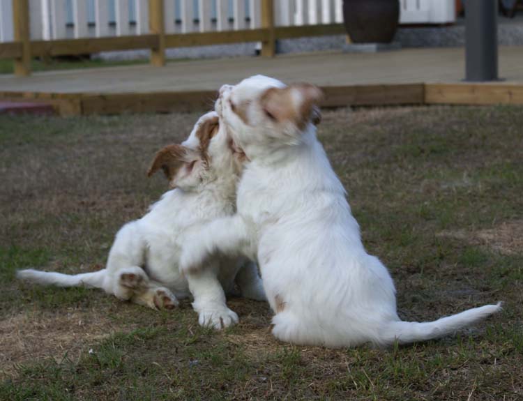 Carla_Reena_8,5weeks_b