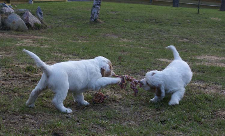 Carla_Reena_8,5weeks_d